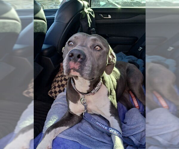 Medium Photo #1 American Pit Bull Terrier Puppy For Sale in Ocala, FL, USA