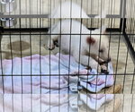 Small #6 German Shepherd Dog