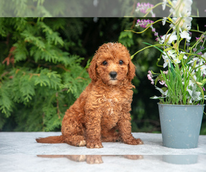 Cavapoo Puppy for sale in KIRKWOOD, PA, USA