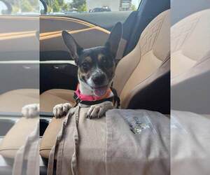 Darla - Male Jack-Rat Terrier Dog for Adoption - Photo #7