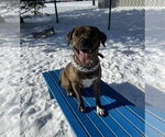 Small Photo #3 Boxer-Unknown Mix Puppy For Sale in Evansville, IN, USA