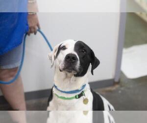 Great Dane-Unknown Mix Dogs for adoption in Mountain Home, AR, USA