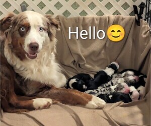 Australian Shepherd Puppy for sale in SYLVA, NC, USA