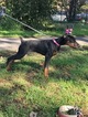 Small Photo #9 Doberman Pinscher Puppy For Sale in BROOKLYN, NY, USA