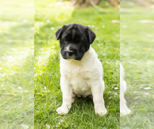 Medium Photo #3 Cocker-Pei Puppy For Sale in MILLERSBURG, IN, USA