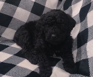 Poodle (Standard) Puppy for sale in COUCH, MO, USA