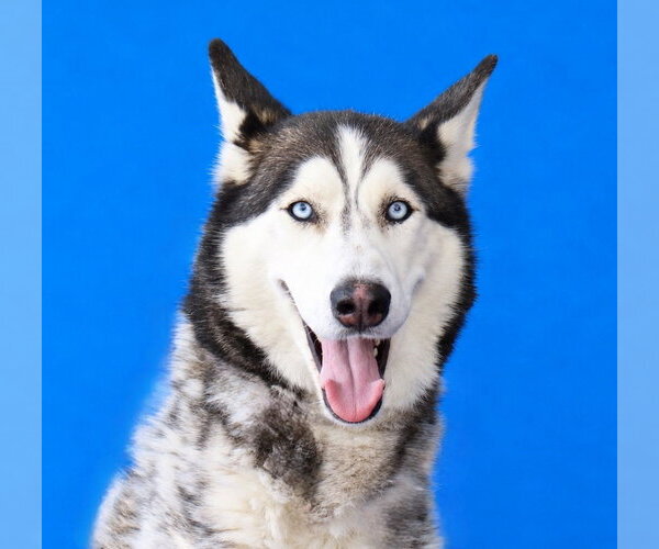 Medium Photo #1 Siberian Husky Puppy For Sale in Pasadena, CA, USA