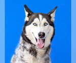 CANELO - Male Siberian Husky Dog for Adoption - Small photo