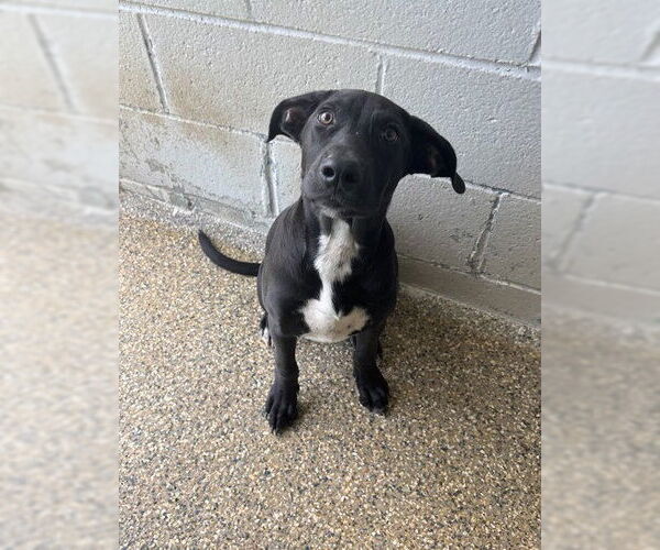 Medium Photo #5 Labrador Retriever-Unknown Mix Puppy For Sale in Oakhurst, NJ, USA