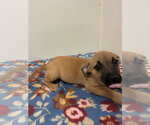 Small Photo #2 Chihuahua-Unknown Mix Puppy For Sale in Osgood, IN, USA