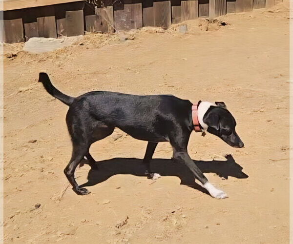 Medium Photo #9 Italian Greyhound-Unknown Mix Puppy For Sale in Fallbrook, CA, USA