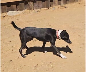 Fiona - Female Italian Greyhound-Unknown Mix Dog for Adoption - Photo #9