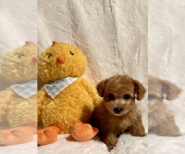 Medium Photo #2 Poodle (Toy) Puppy For Sale in REDLANDS, CA, USA