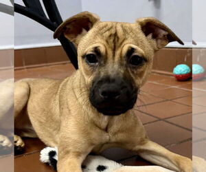Chug Dogs for adoption in Jefferson, NJ, USA