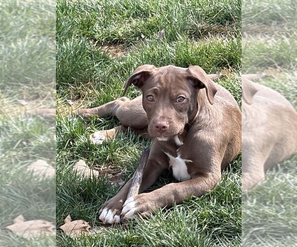 Medium Photo #11 Mutt Puppy For Sale in Mooresville, NC, USA