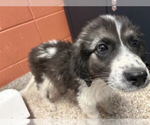 Pyrenees Husky Dogs for adoption in Pueblo, CO, USA