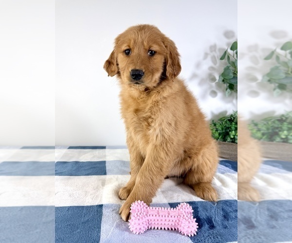 Medium Photo #4 Golden Retriever Puppy For Sale in GREENFIELD, IN, USA