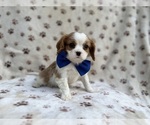 Small #7 Cavalier King Charles Spaniel