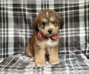 Poodle (Miniature)-Siberian Husky Mix Puppy for sale in LAKELAND, FL, USA