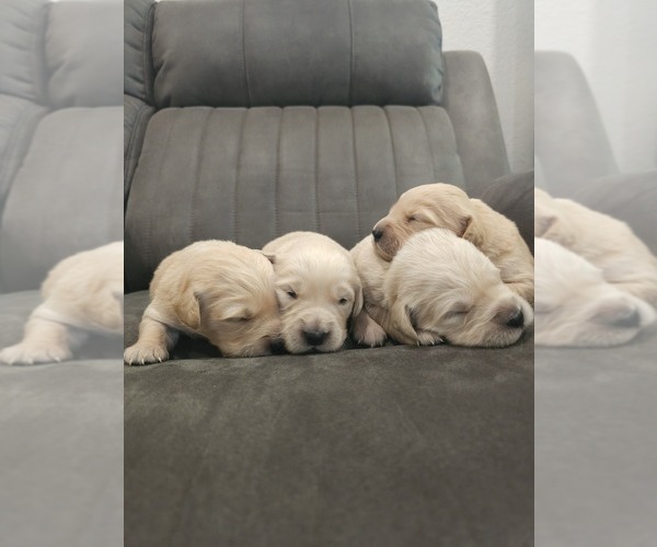Medium Photo #1 English Cream Golden Retriever Puppy For Sale in ELVERTA, CA, USA