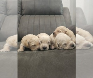 English Cream Golden Retriever Puppy for sale in ELVERTA, CA, USA