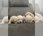 Image preview for Ad Listing. Nickname: Litter of 10
