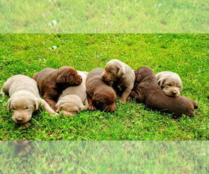 Labrador Retriever Puppy for sale in BRISTOL, TN, USA