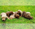 Image preview for Ad Listing. Nickname: Litter of 6