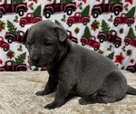 Small Photo #13 Thai Ridgeback Puppy For Sale in POTSDAM, NY, USA