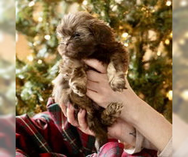 Medium Photo #2 Shih Tzu Puppy For Sale in Spring Lake, NC, USA