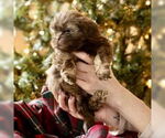 Small #1 Shih Tzu