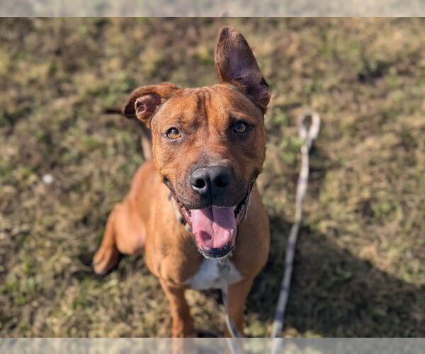 Medium Photo #2 American Pit Bull Terrier-Unknown Mix Puppy For Sale in Ocala, FL, USA