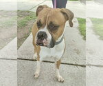 Small #2 Boxer