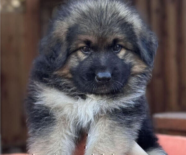 Medium Photo #1 King Shepherd Puppy For Sale in GRAND CANYON CAVERNS, AZ, USA