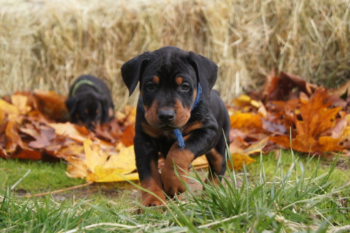 Medium Photo #1 Doberman Pinscher Puppy For Sale in VADER, WA, USA