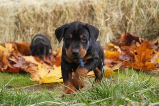 Doberman Pinscher Puppy for sale in VADER, WA, USA