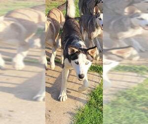 Huskies -Unknown Mix Dogs for adoption in San Antonio, TX, USA