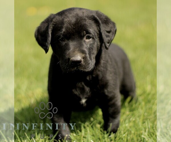 Medium Photo #1 Labrador Retriever Puppy For Sale in COATESVILLE, PA, USA