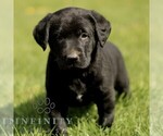 Small Labrador Retriever
