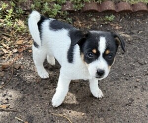 Rat Terrier Puppy for sale in WITHEE, WI, USA