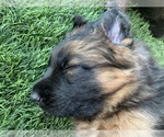 Small #9 German Shepherd Dog