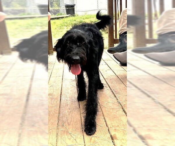 Medium Photo #3 Labradoodle Puppy For Sale in Wetumpka, AL, USA