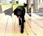Small #2 Labradoodle