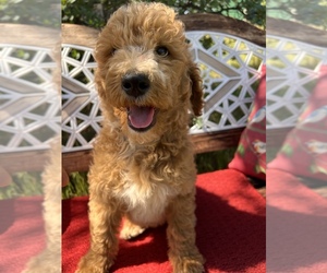 Goldendoodle Puppy for sale in REDDING, CA, USA