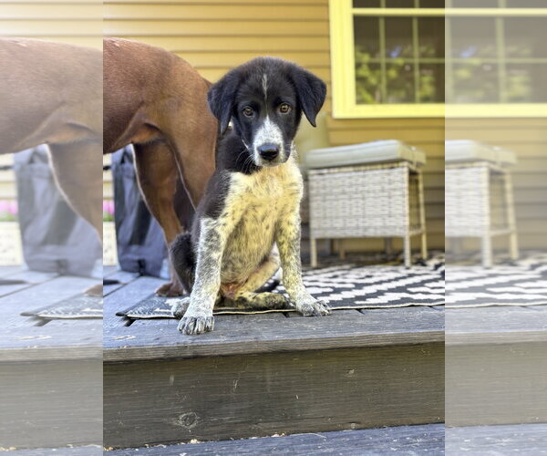 Medium Photo #3 Great Pyrenees-Unknown Mix Puppy For Sale in Alexander, AR, USA