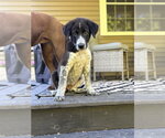 Small #2 Great Pyrenees Mix