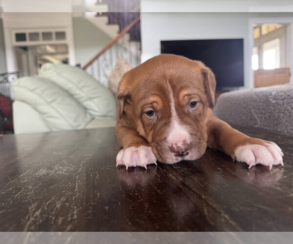 Medium Photo #1 Mutt Puppy For Sale in Holly Springs, NC, USA