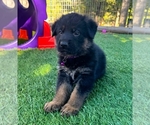 Small #9 German Shepherd Dog
