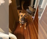 Small #1 Mastador