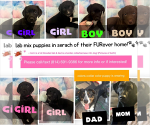 Borador Puppy for sale in PORTAGE, PA, USA